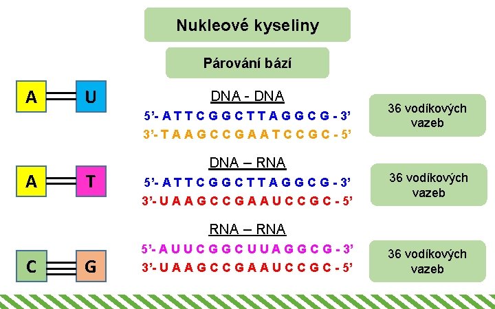 Nukleové kyseliny Párování bází A U DNA - DNA 5’- A T T C