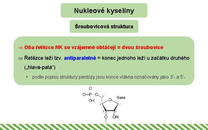 Nukleové kyseliny Šroubovicová struktura Þ Oba řetězce NK se vzájemně obtáčejí = dvou šroubovice