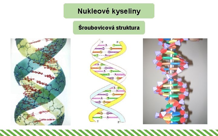 Nukleové kyseliny Šroubovicová struktura 