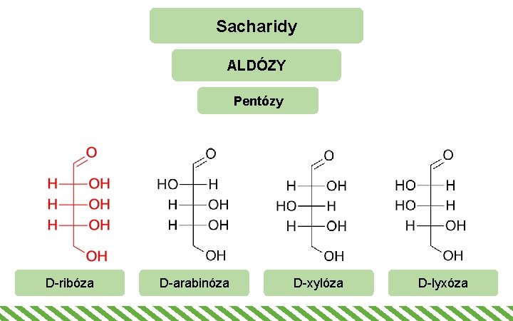 Sacharidy ALDÓZY Pentózy D-ribóza D-arabinóza D-xylóza D-lyxóza 