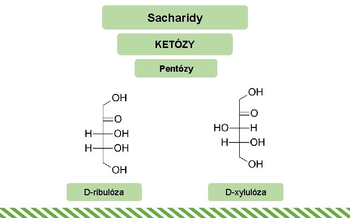 Sacharidy KETÓZY Pentózy D-ribulóza D-xylulóza 