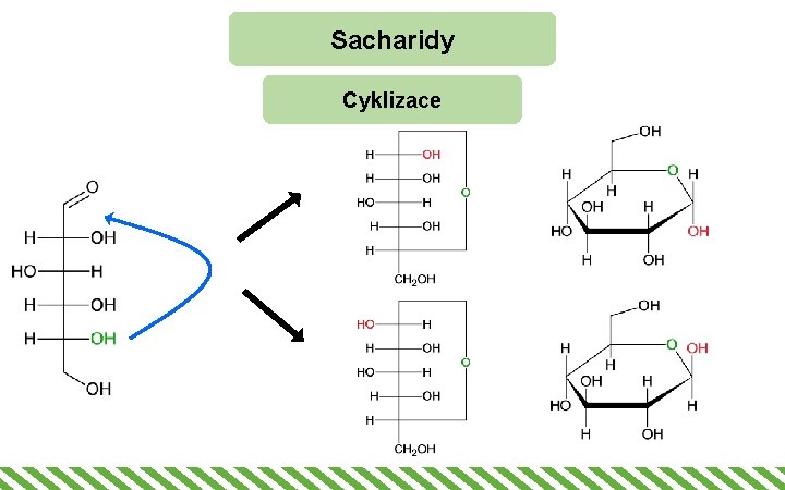 Sacharidy Cyklizace 