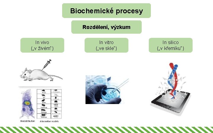 Biochemické procesy Rozdělení, výzkum In vivo („v živém“) In vitro („ve skle“) In silico