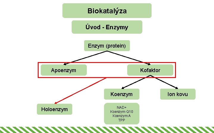 Biokatalýza Úvod - Enzymy Enzym (protein) Apoenzym Kofaktor Koenzym Holoenzym NAD+ Koenzym Q 10