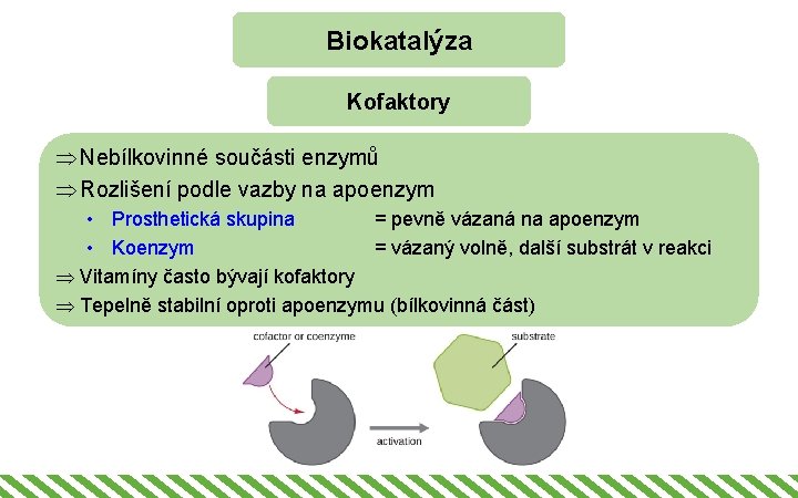 Biokatalýza Kofaktory Þ Nebílkovinné součásti enzymů Þ Rozlišení podle vazby na apoenzym • Prosthetická