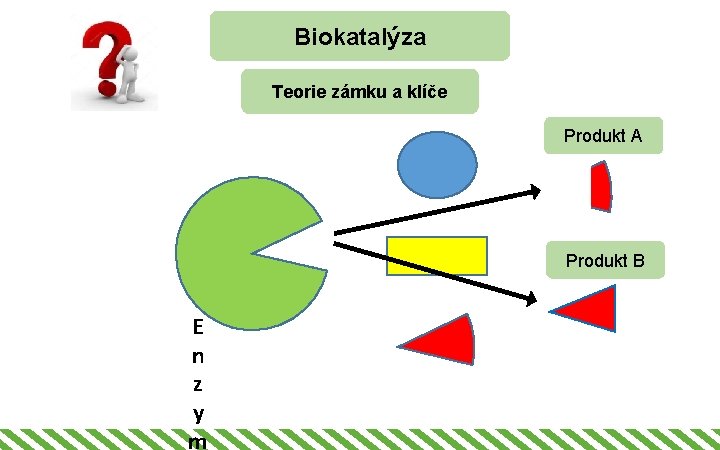 Biokatalýza Teorie zámku a klíče Produkt A Produkt B E n z y m