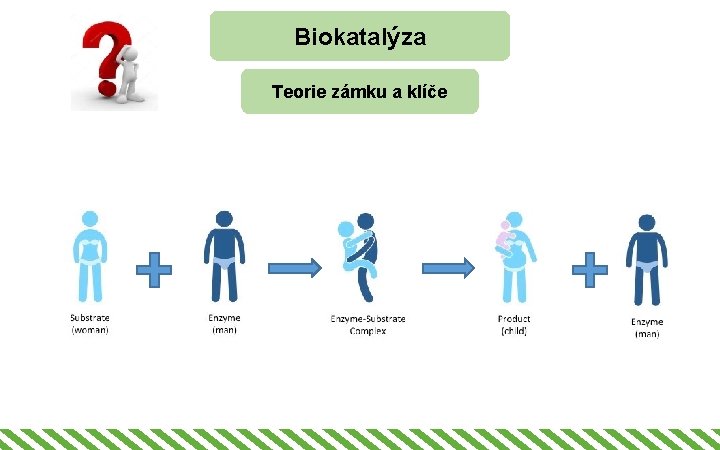 Biokatalýza Teorie zámku a klíče 