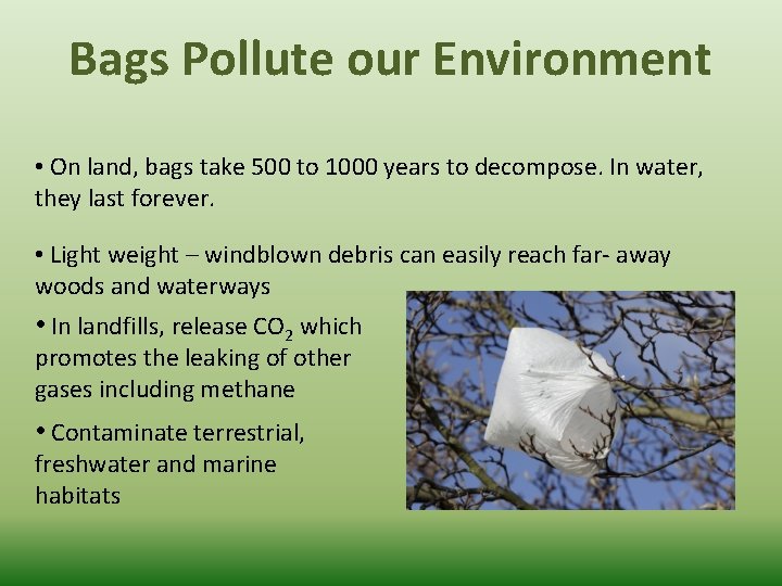 Bags Pollute our Environment • On land, bags take 500 to 1000 years to