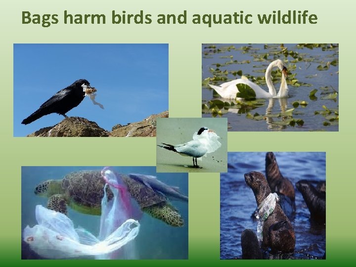 Bags harm birds and aquatic wildlife 