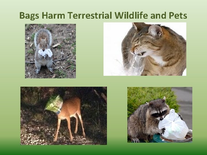 Bags Harm Terrestrial Wildlife and Pets 