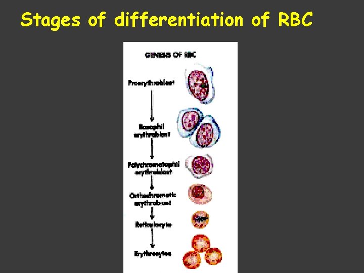 Stages of differentiation of RBC 