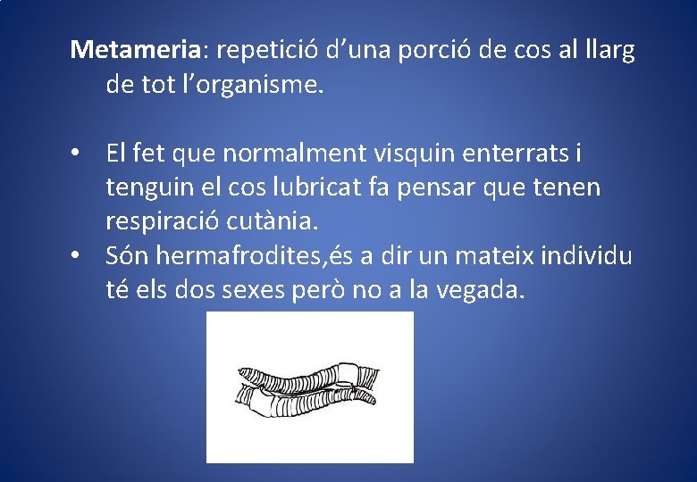 Metameria: repetició d’una porció de cos al llarg de tot l’organisme. • El fet