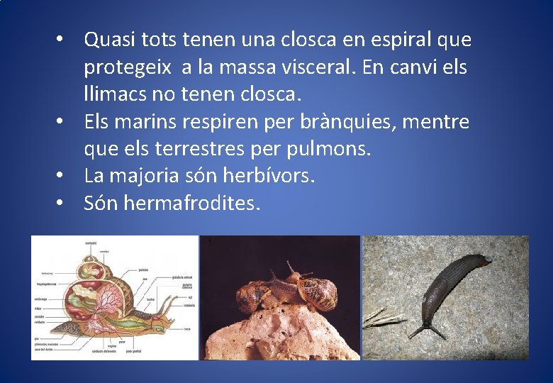  • Quasi tots tenen una closca en espiral que protegeix a la massa