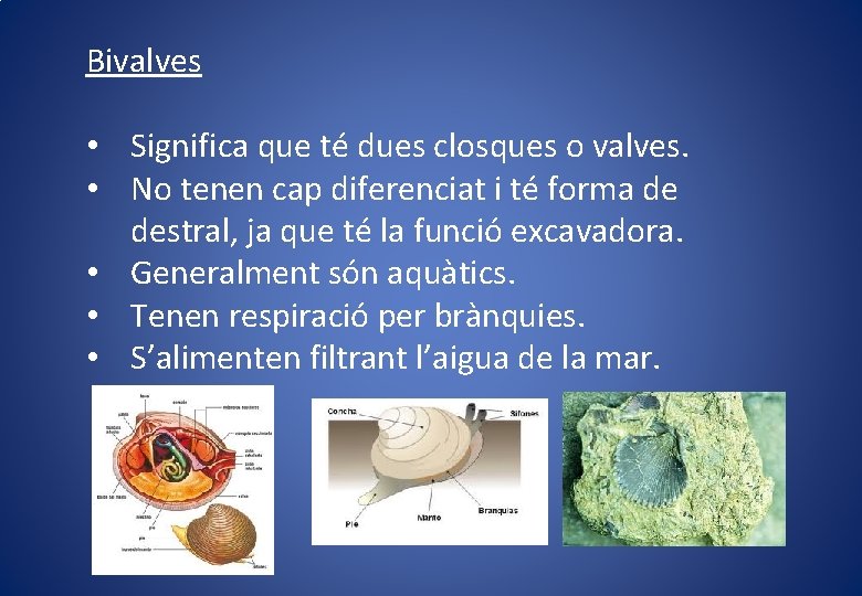 Bivalves • Significa que té dues closques o valves. • No tenen cap diferenciat