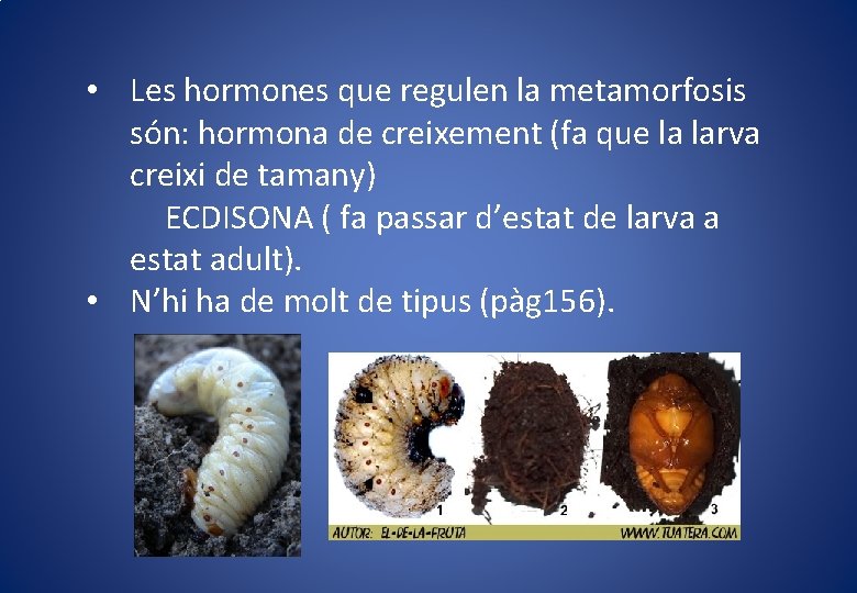  • Les hormones que regulen la metamorfosis són: hormona de creixement (fa que