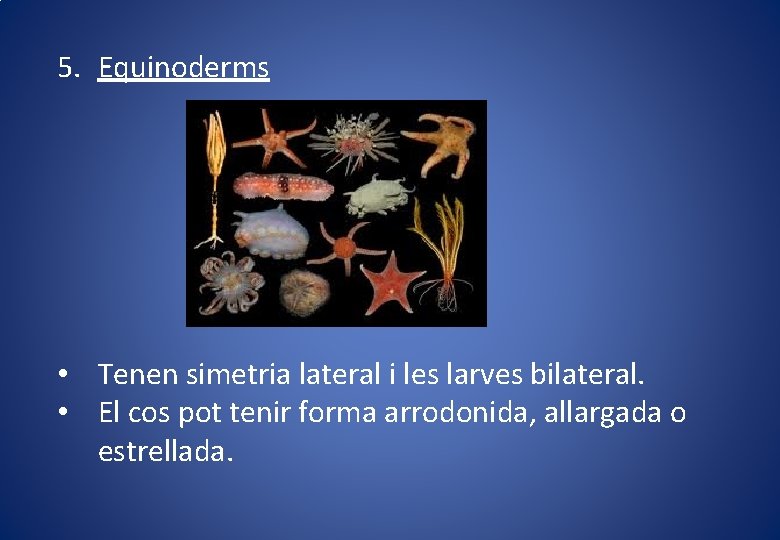 5. Equinoderms • Tenen simetria lateral i les larves bilateral. • El cos pot