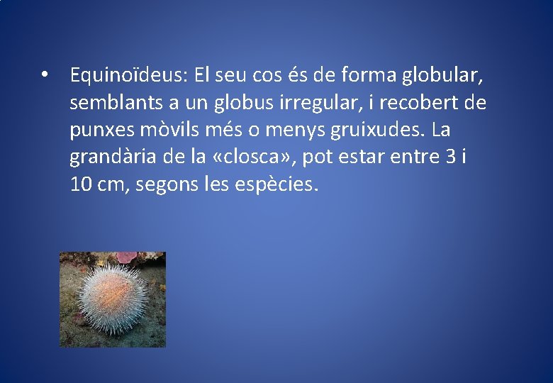  • Equinoïdeus: El seu cos és de forma globular, semblants a un globus