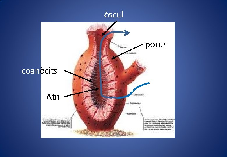 òscul porus coanòcits Atri ç 