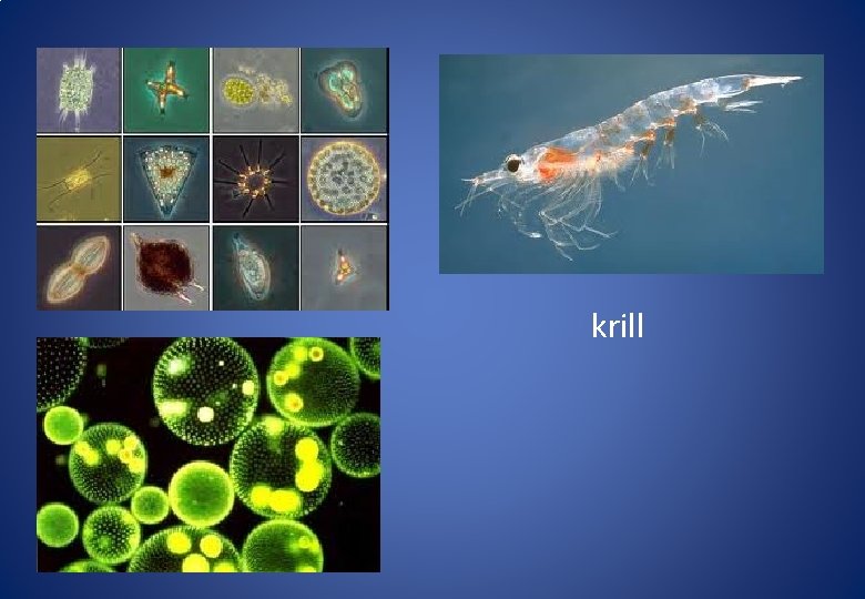 krill 