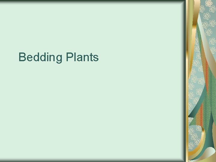 Bedding Plants 