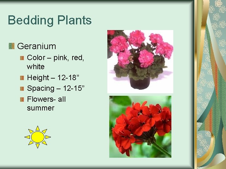 Bedding Plants Geranium Color – pink, red, white Height – 12 -18” Spacing –