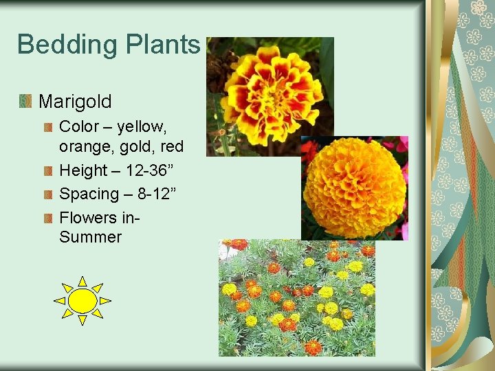 Bedding Plants Marigold Color – yellow, orange, gold, red Height – 12 -36” Spacing