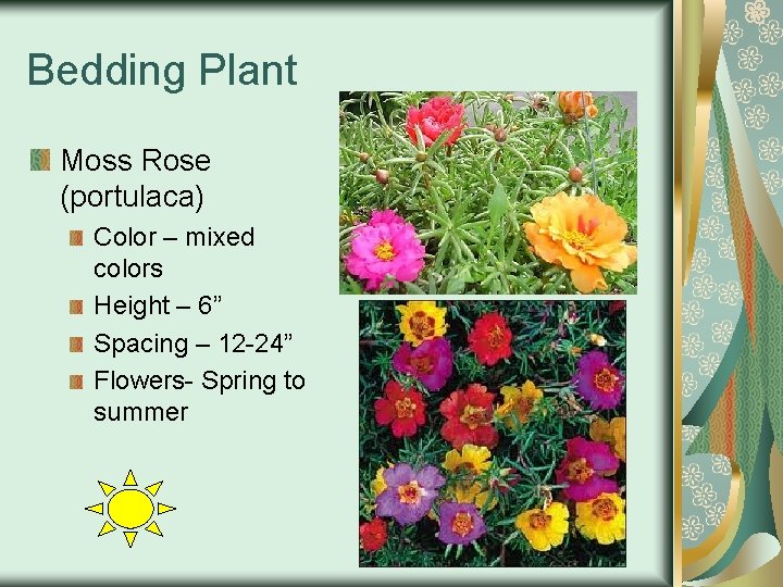 Bedding Plant Moss Rose (portulaca) Color – mixed colors Height – 6” Spacing –