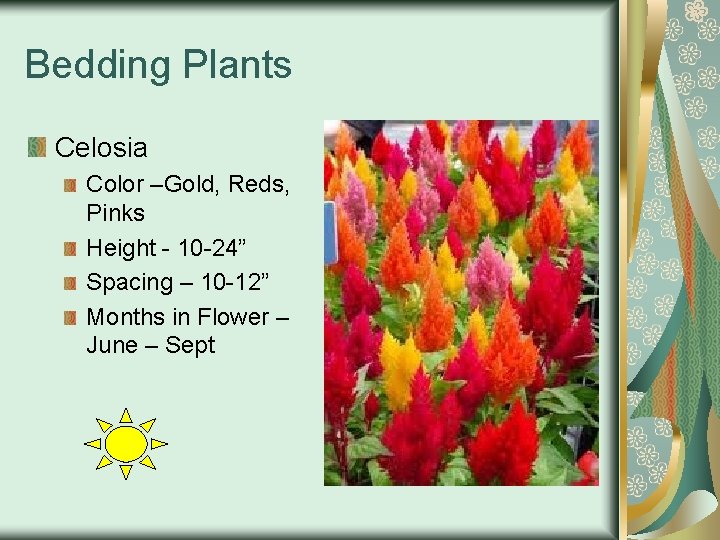 Bedding Plants Celosia Color –Gold, Reds, Pinks Height - 10 -24” Spacing – 10
