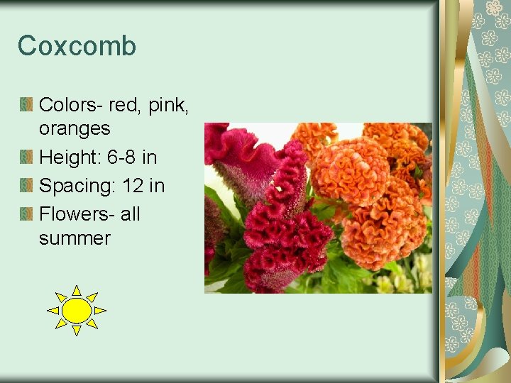 Coxcomb Colors- red, pink, oranges Height: 6 -8 in Spacing: 12 in Flowers- all
