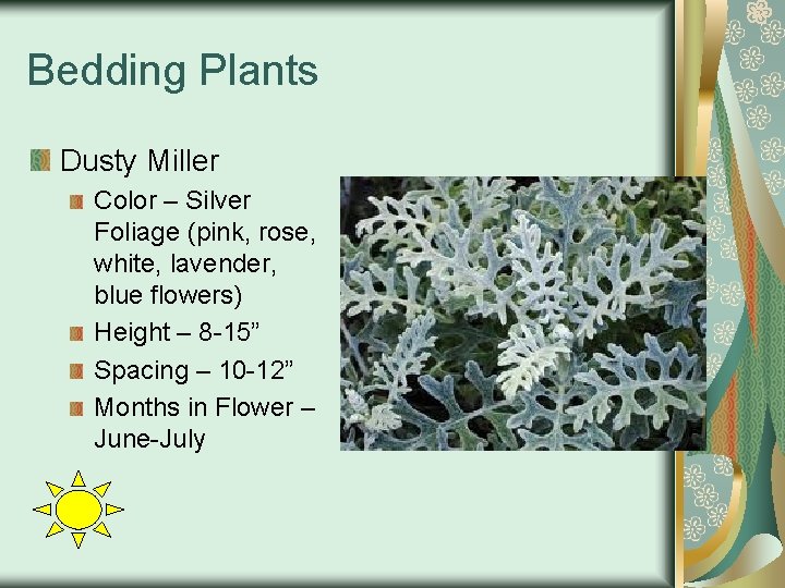 Bedding Plants Dusty Miller Color – Silver Foliage (pink, rose, white, lavender, blue flowers)