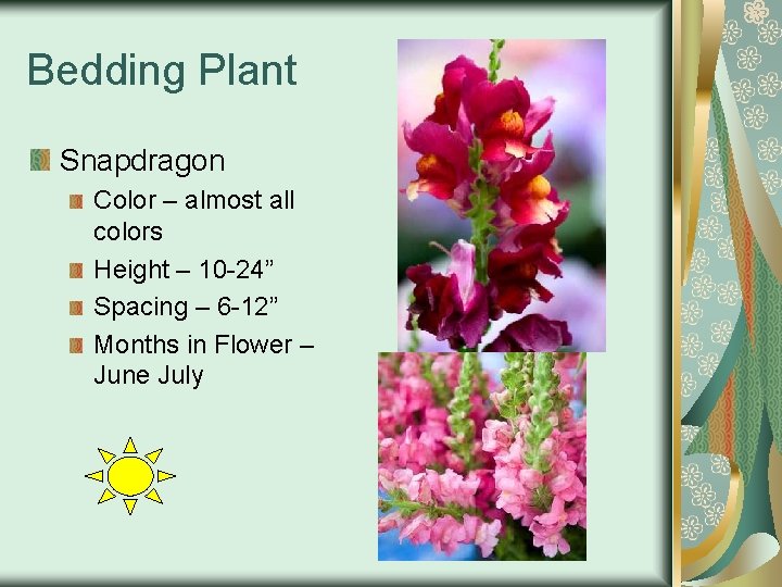 Bedding Plant Snapdragon Color – almost all colors Height – 10 -24” Spacing –