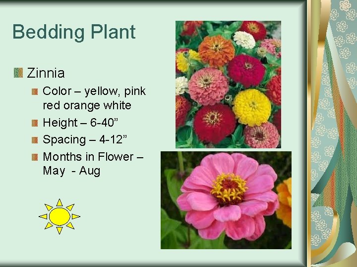 Bedding Plant Zinnia Color – yellow, pink red orange white Height – 6 -40”