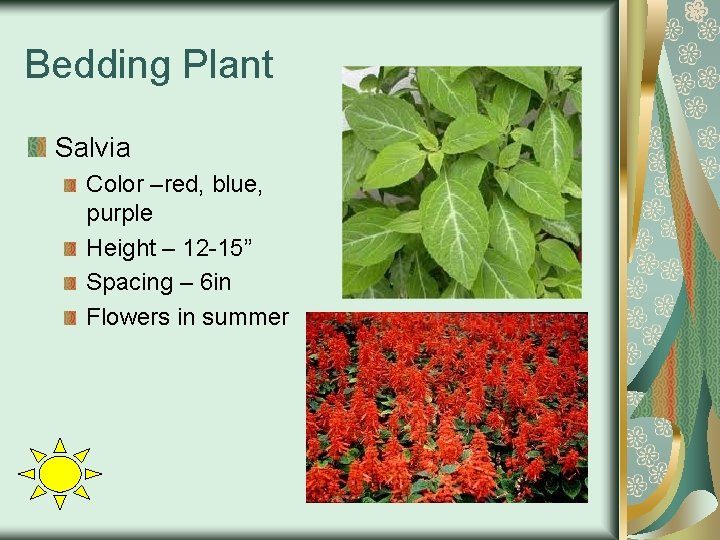 Bedding Plant Salvia Color –red, blue, purple Height – 12 -15” Spacing – 6