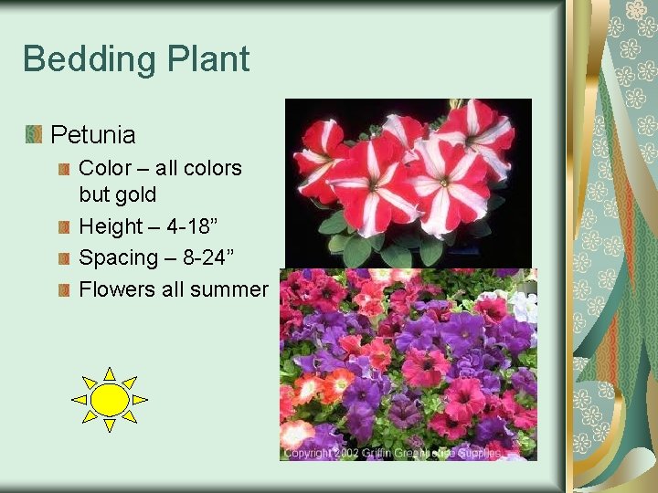 Bedding Plant Petunia Color – all colors but gold Height – 4 -18” Spacing