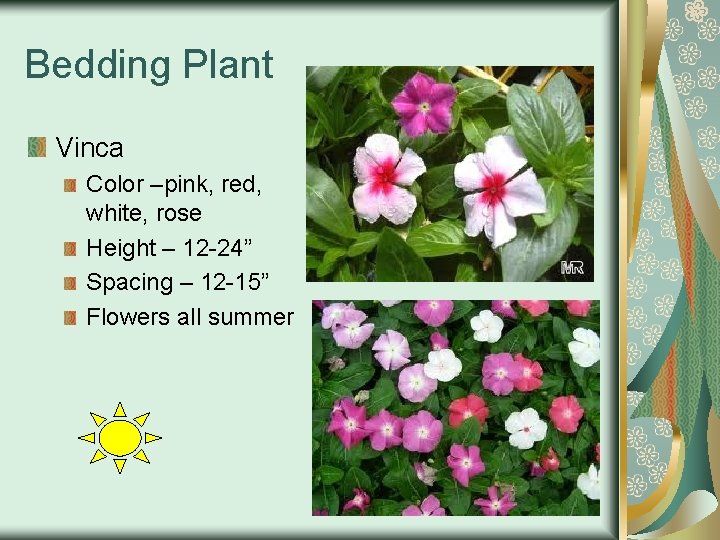 Bedding Plant Vinca Color –pink, red, white, rose Height – 12 -24” Spacing –