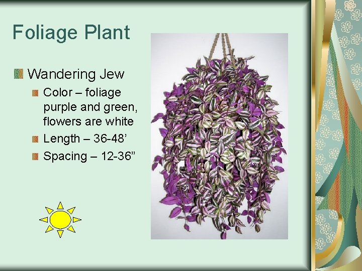Foliage Plant Wandering Jew Color – foliage purple and green, flowers are white Length