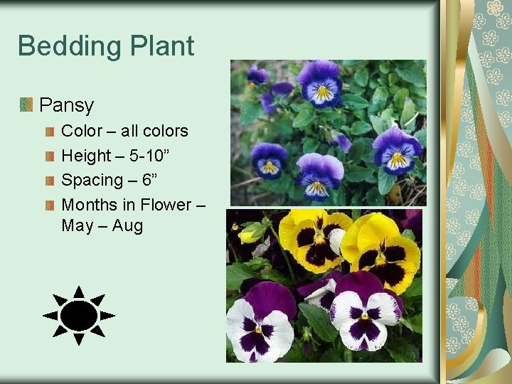 Bedding Plant Pansy Color – all colors Height – 5 -10” Spacing – 6”