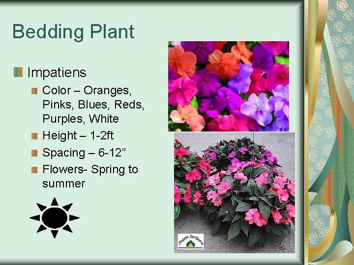 Bedding Plant Impatiens Color – Oranges, Pinks, Blues, Reds, Purples, White Height – 1