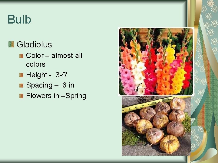 Bulb Gladiolus Color – almost all colors Height - 3 -5’ Spacing – 6