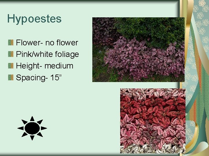 Hypoestes Flower- no flower Pink/white foliage Height- medium Spacing- 15” 