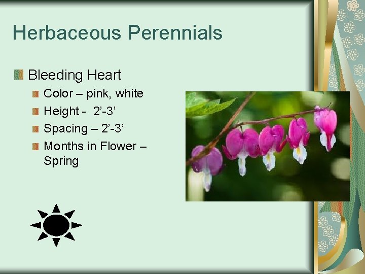 Herbaceous Perennials Bleeding Heart Color – pink, white Height - 2’-3’ Spacing – 2’-3’