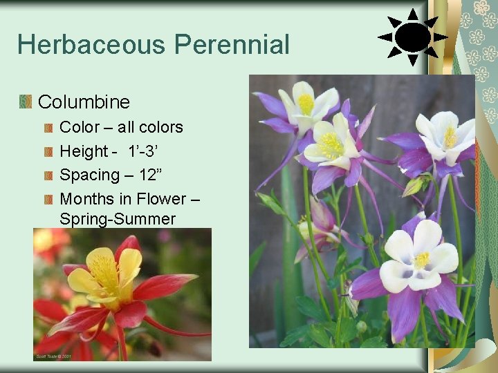Herbaceous Perennial Columbine Color – all colors Height - 1’-3’ Spacing – 12” Months
