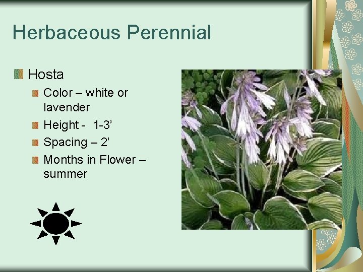 Herbaceous Perennial Hosta Color – white or lavender Height - 1 -3’ Spacing –