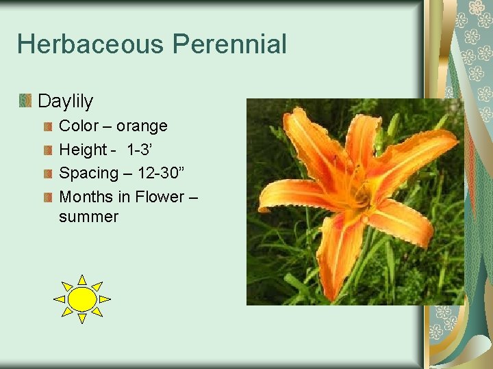 Herbaceous Perennial Daylily Color – orange Height - 1 -3’ Spacing – 12 -30”