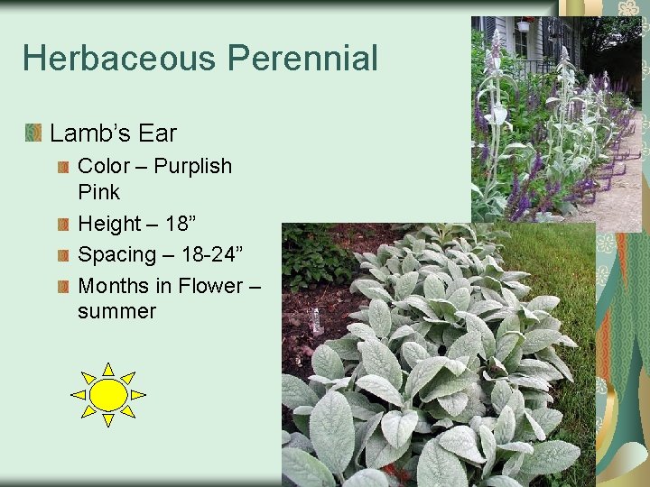 Herbaceous Perennial Lamb’s Ear Color – Purplish Pink Height – 18” Spacing – 18