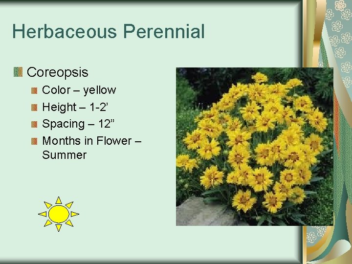 Herbaceous Perennial Coreopsis Color – yellow Height – 1 -2’ Spacing – 12” Months