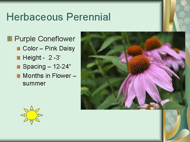 Herbaceous Perennial Purple Coneflower Color – Pink Daisy Height - 2 -3’ Spacing –