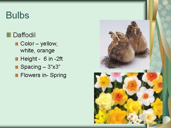 Bulbs Daffodil Color – yellow, white, orange Height - 6 in -2 ft Spacing