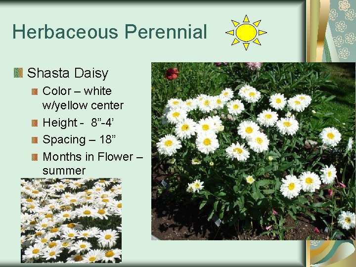 Herbaceous Perennial Shasta Daisy Color – white w/yellow center Height - 8”-4’ Spacing –