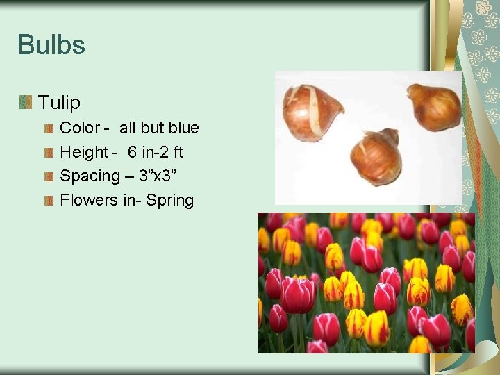 Bulbs Tulip Color - all but blue Height - 6 in-2 ft Spacing –